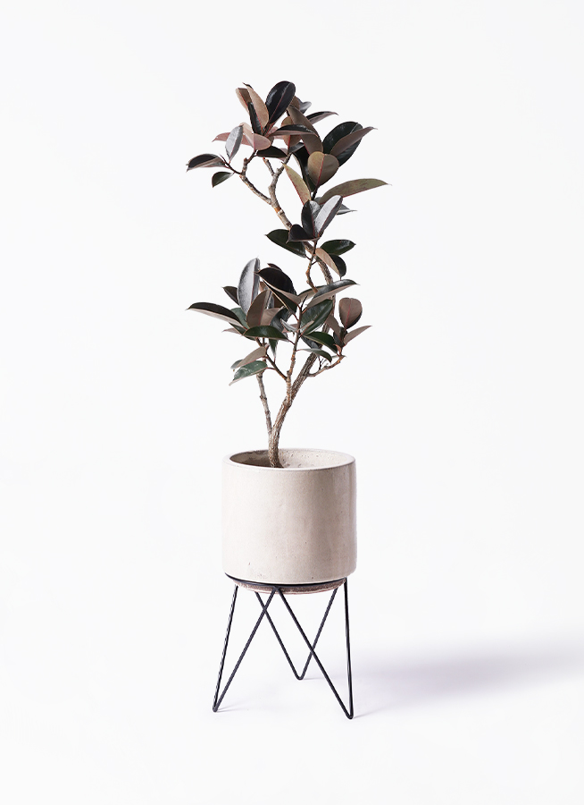 ［現品］【希少】☆おすすめ☆ 89番　フィカス　グランディス　曲がり　8号 お届け地域限定】フィカス バーガンディー | C STORE C