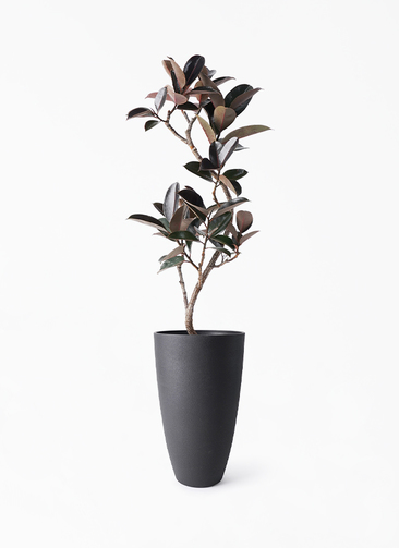 ficus-burgundy-magari-257_1.