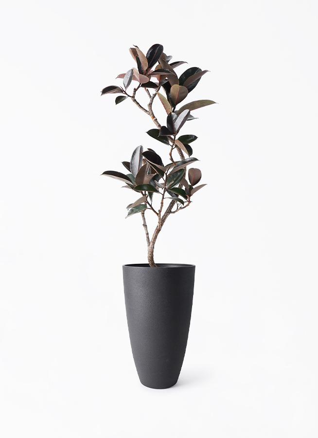 観葉植物 フィカス バーガンディ 140cm 観葉植物 フィカス バーガンディ 8号 曲り フォレストトール ブラック