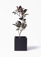 ficus-burgundy-magari-31_1.jpg