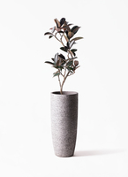ficus-burgundy-magari-4_1.jpg?
