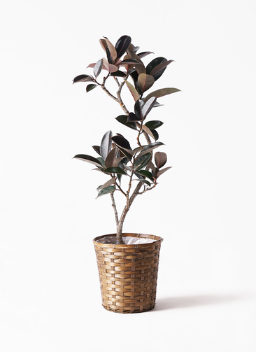 ficus-burgundy-magari-26_1.jpg