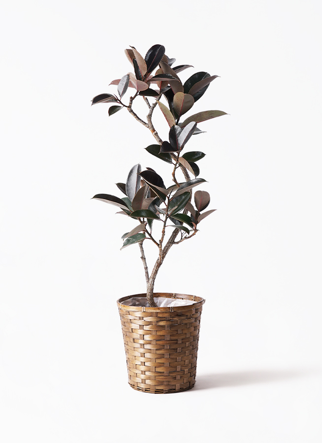 ficus-burgundy-magari-26_1.jpg