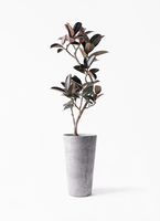 ficus-burgundy-magari-83_1.jpg