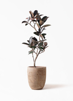 ficus-burgundy-magari-68_1.jpg