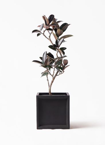 ficus-burgundy-magari-63_1.jpg
