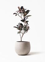 ficus-burgundy-magari-60_1.jpg