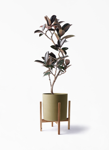 観葉植物 フィカス バーガンディ ficus-burgundy-magari-250_1.