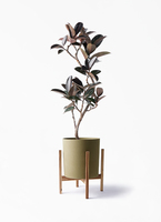 ficus-burgundy-magari-80_1.jpg