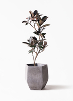 ficus-burgundy-magari-7_1.jpg?