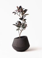 フィカス　バーガンディ　主枝２本＋1本で構成　葉がピカピカ　9号オシャレ陶器鉢 ficus-burgundy-magari-51_1.jpg