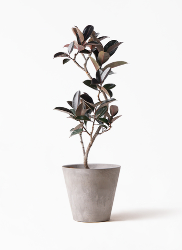 観葉植物 フィカス バーガンディ ficus-burgundy-magari-70_1.jpg