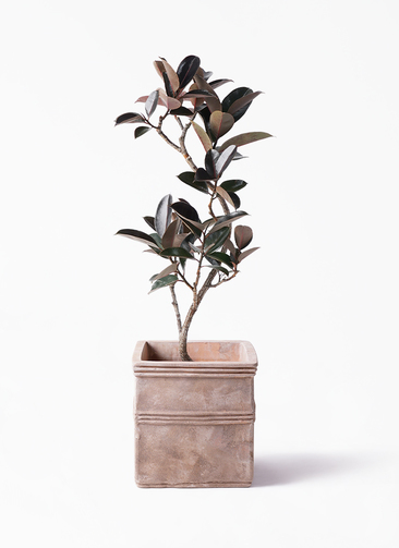 観葉植物 フィカス バーガンディ ficus-burgundy-magari-35_1.jpg