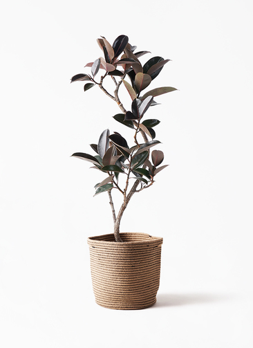 ficus-burgundy-magari-9_1.jpg?