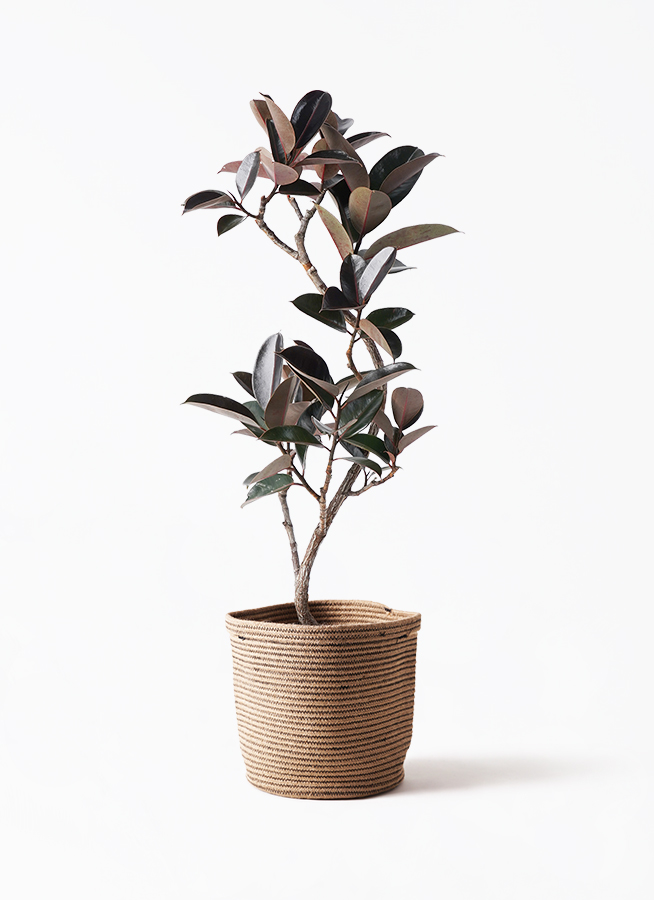 観葉植物 フィカス バーガンディ 8号 曲り プラスチック鉢