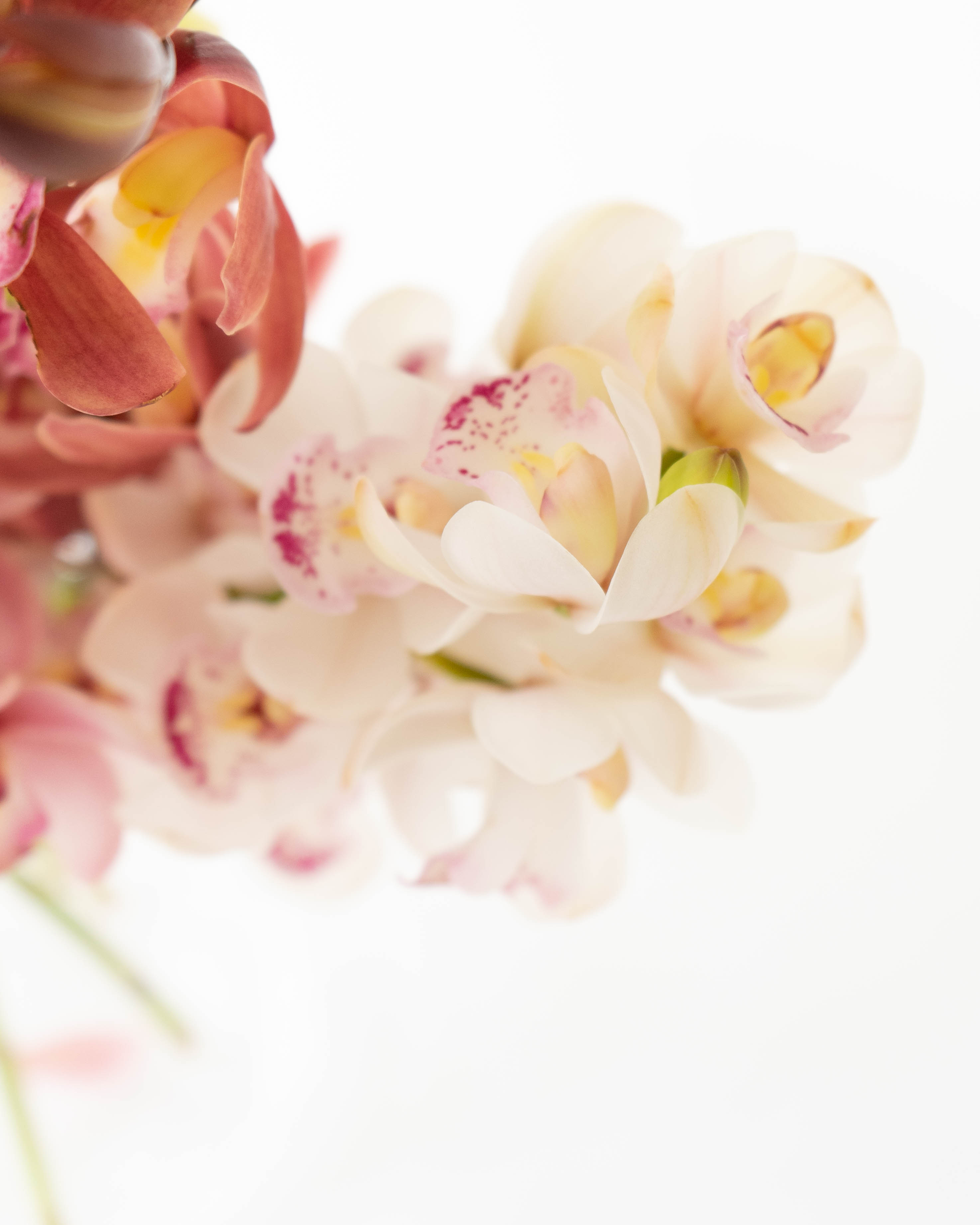 シンビジューム切り花　なあなちゃん商品 シンビジューム切り花 なあなちゃん様専用商品 しつこい - 花束