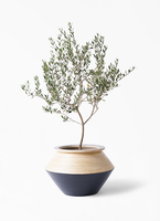 オリーブ・マンザニロ 10号 140ｃｍ - 植物と暮らす m-plant