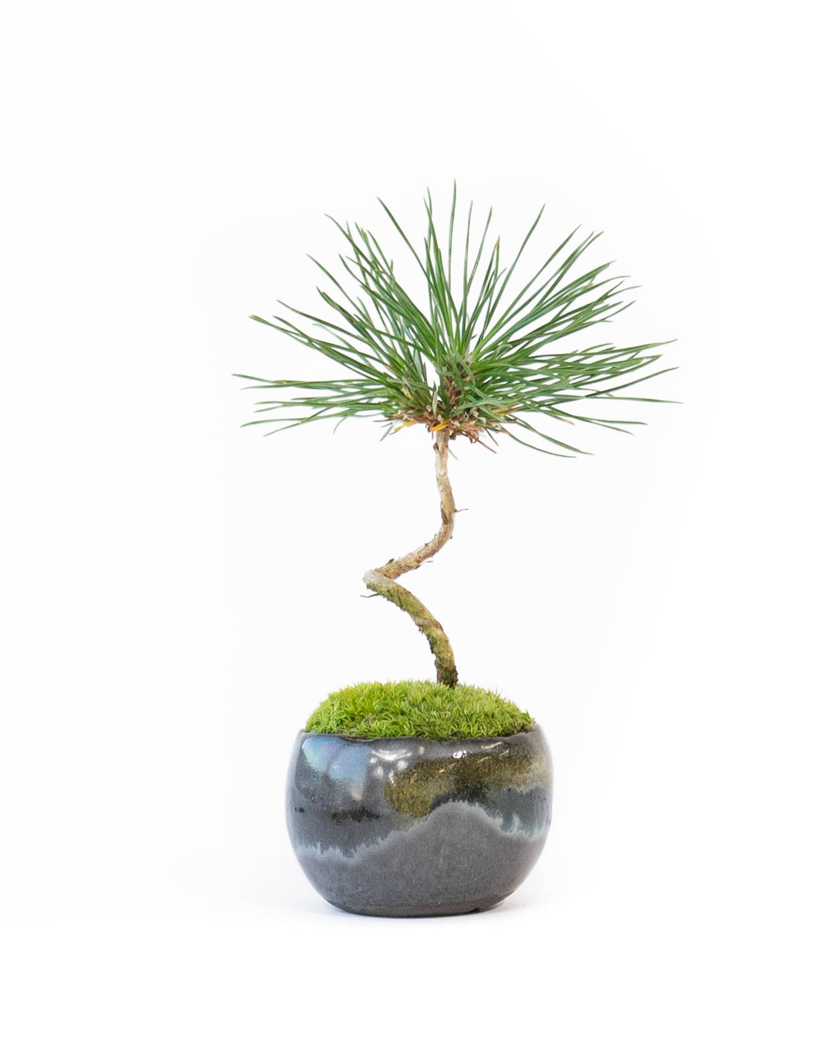 HitoHana 盆栽 王道の松柏 |