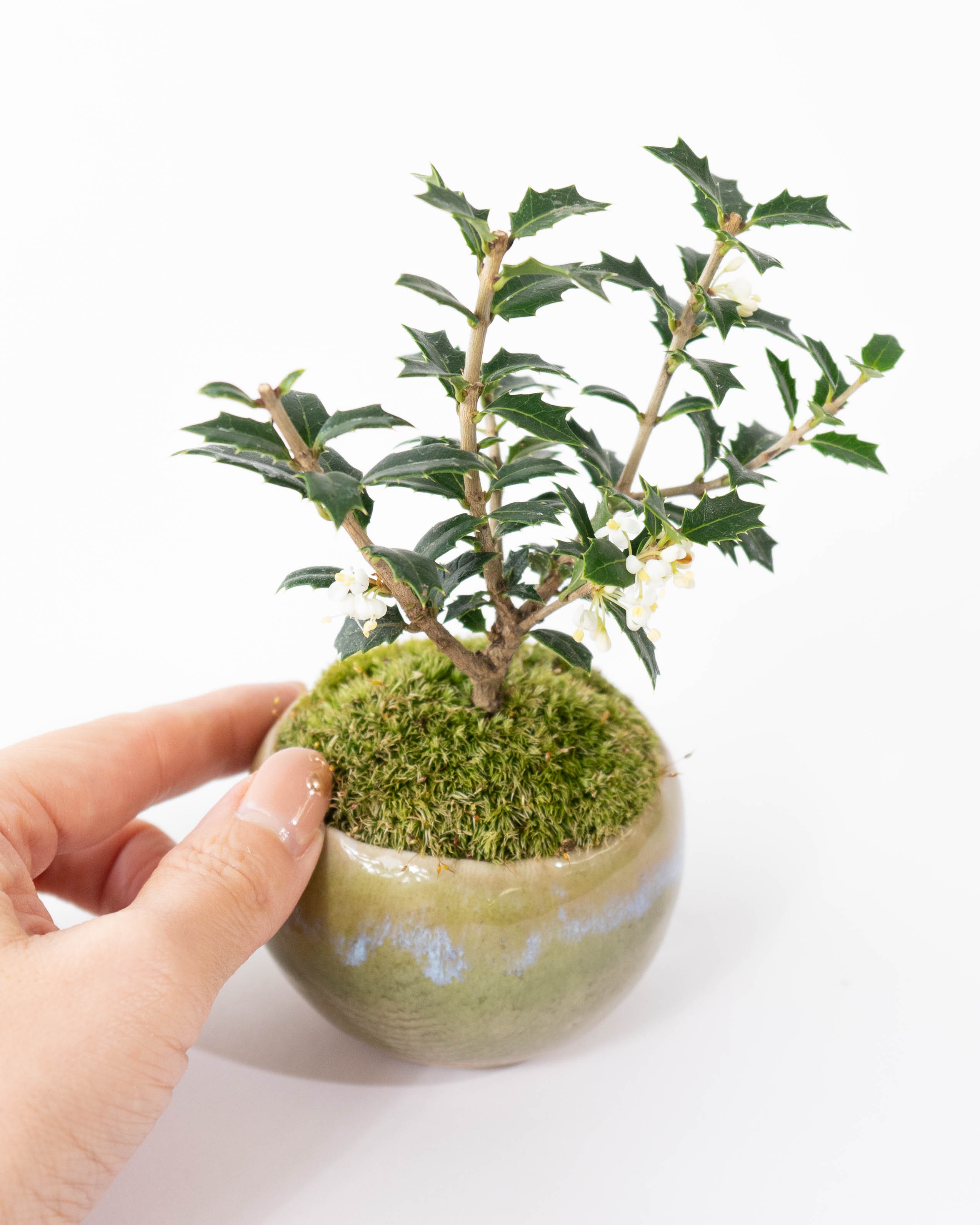 産地直送 盆栽 ヒイラギ 香り姫 Mサイズ 鉢色 うぐいす（銅黒の