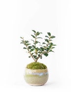三河盆栽　ヒイラギ　盆栽 盆栽 姫柊 樹高 約12cm ひめひいらぎ ヒメヒイラギ モチノキ科