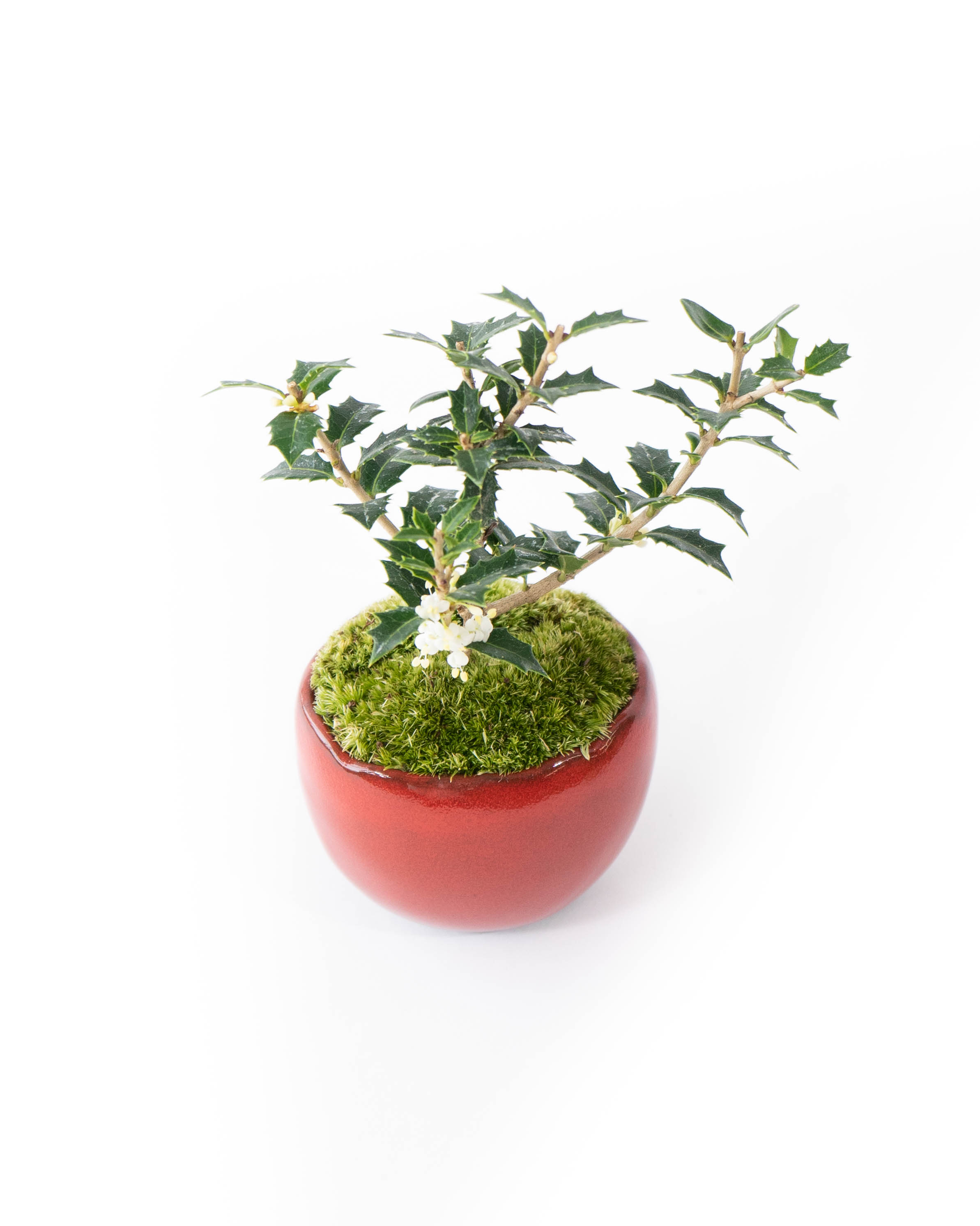 産地直送 盆栽 ヒイラギ 香り姫 Mサイズ 鉢色 赤硝子（白萩の受け皿