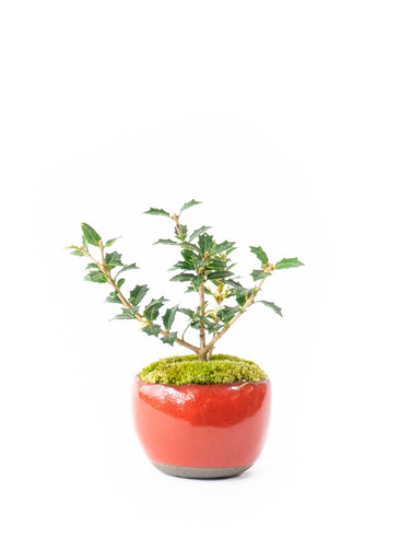 産地直送 盆栽 ヒイラギ 香り姫 Mサイズ 鉢色 赤硝子（白萩の受け皿