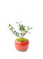 ds-skb-hiiragi-1_0001.jpg?