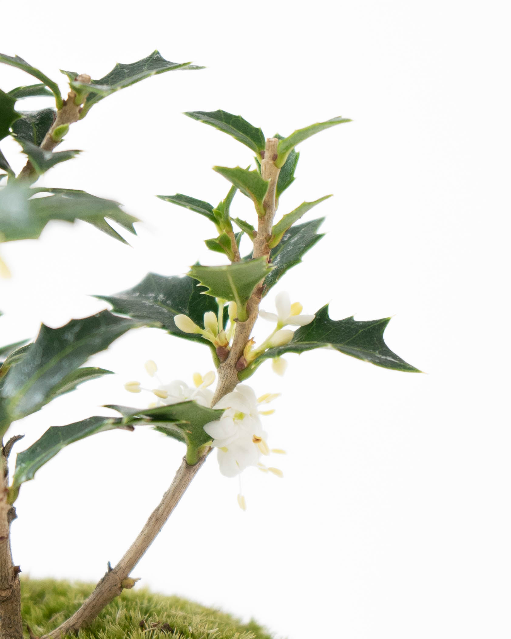 産地直送 盆栽 ヒイラギ 香り姫 Mサイズ 鉢色 赤硝子（白萩の受け皿