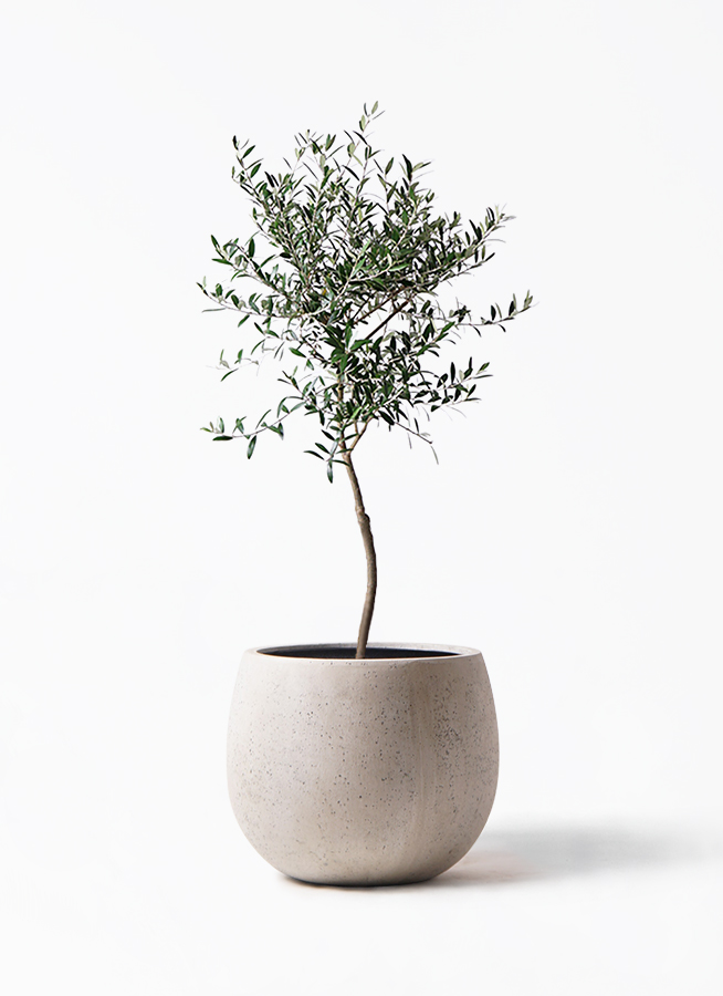 オリーブの木 7号 | 観葉植物 | 送料無料でお届け - Hitohana（ひとはな）