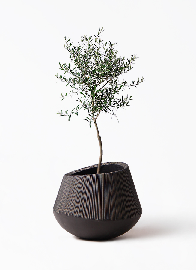 【現品】オリーブ　7号　黒鉢（1）ミッション＜S-1＞ 観葉植物 オリーブ 7号 創樹 エディラウンド 黒 付き | 観葉植物なら