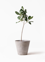 フィカス ベンガレンシス 曲がり アートストーンポット 観葉植物 観葉植物 フィカス ベンガレンシス 8号 ストレート アートストーン
