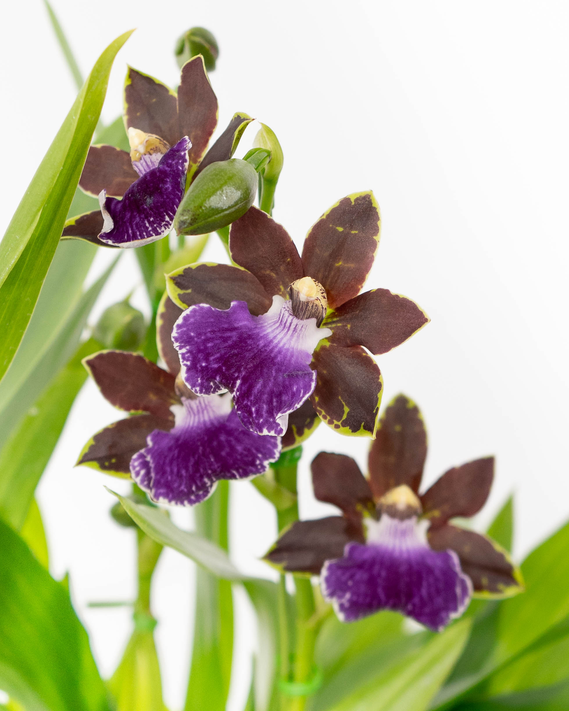 HitoHana（ひとはな）｜洋蘭 | 洋蘭・東洋蘭ならHitoHana(ひとはな)