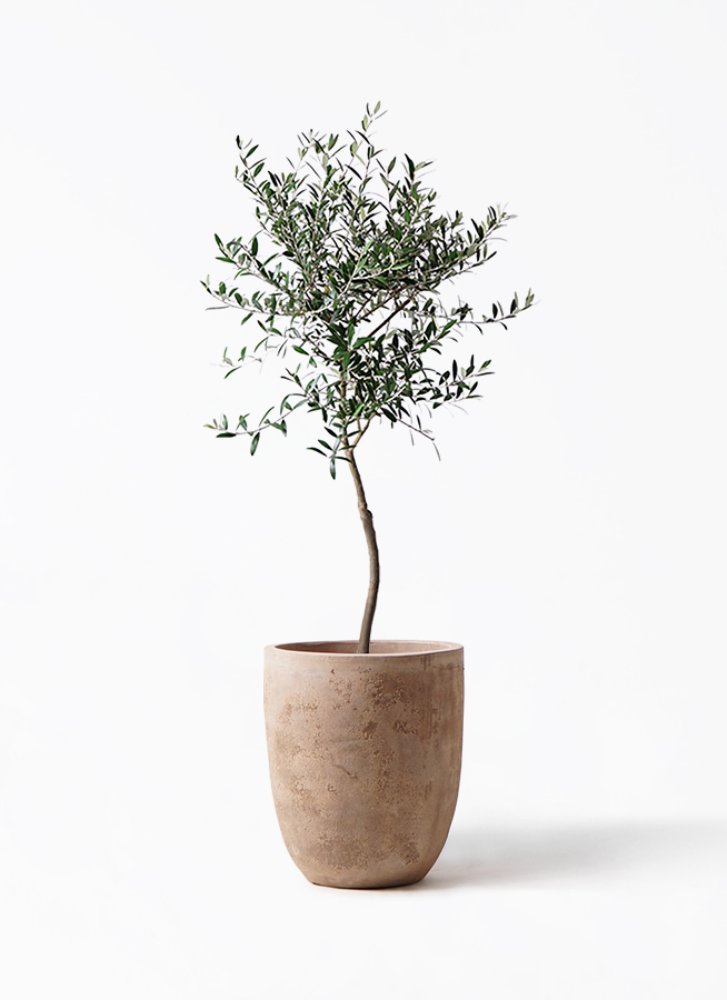 オリーブの木 7号 | 観葉植物 | 送料無料でお届け - Hitohana（ひとはな）