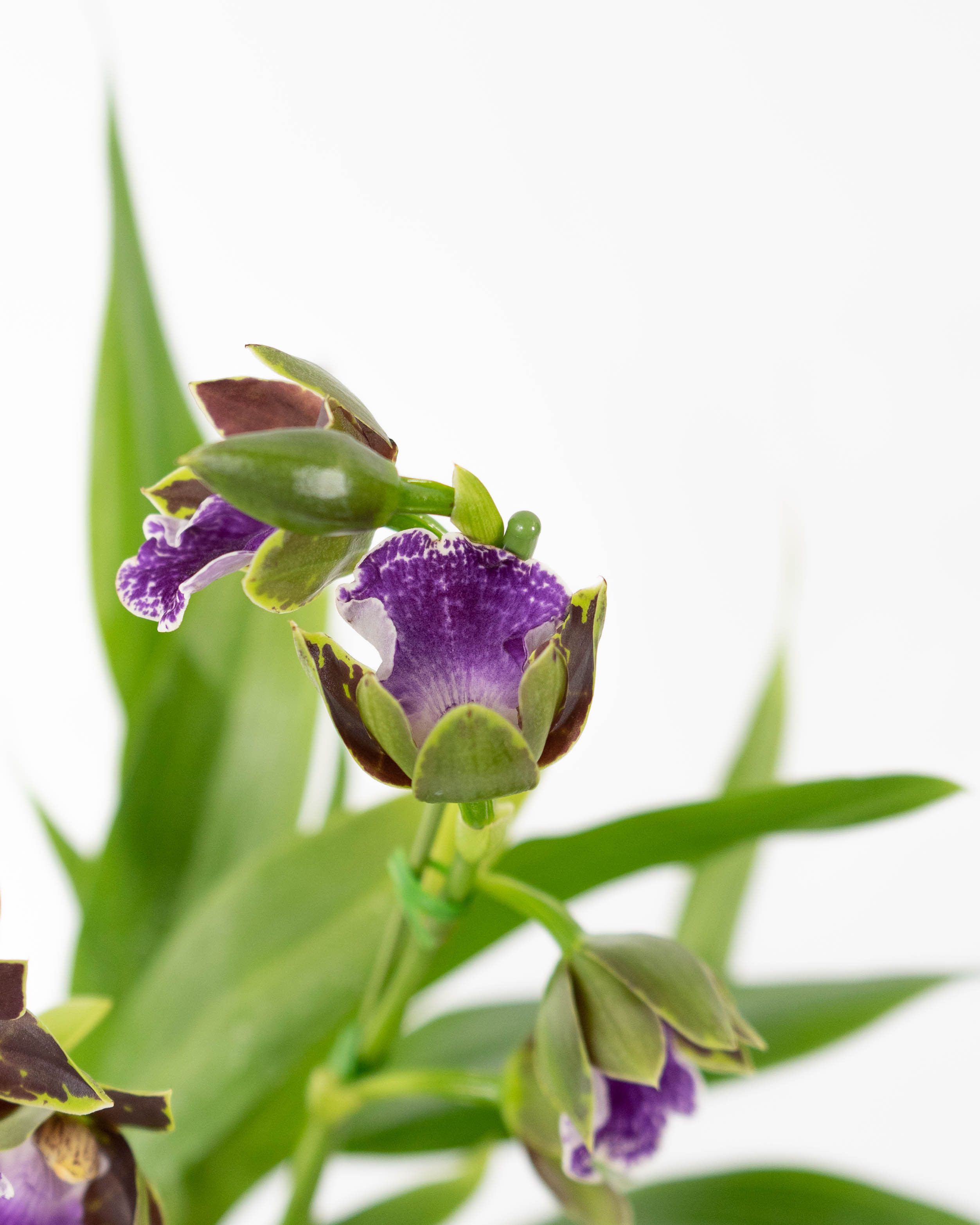 HitoHana（ひとはな）｜洋蘭 | 洋蘭・東洋蘭ならHitoHana(ひとはな)