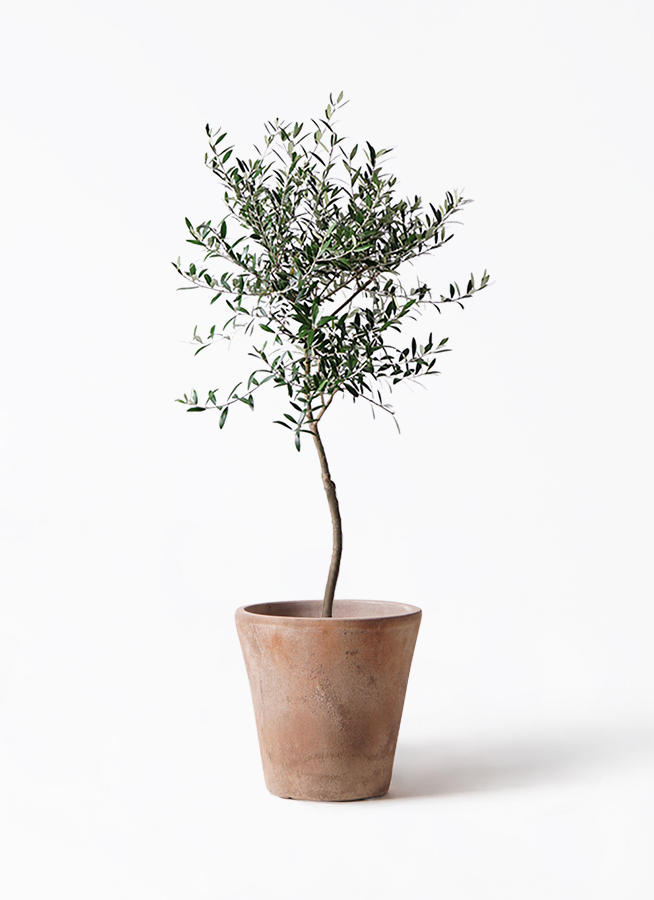 オリーブの木 7号 | 観葉植物 | 送料無料でお届け - Hitohana（ひとはな）