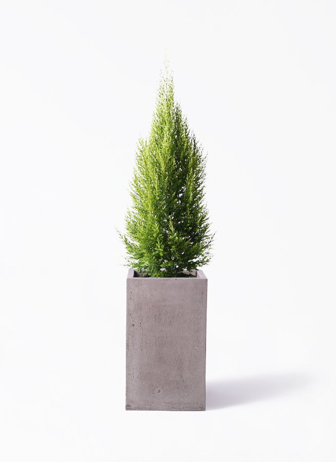 ゴールドクレスト 8号 | 観葉植物通販HitoHana(ひとはな)