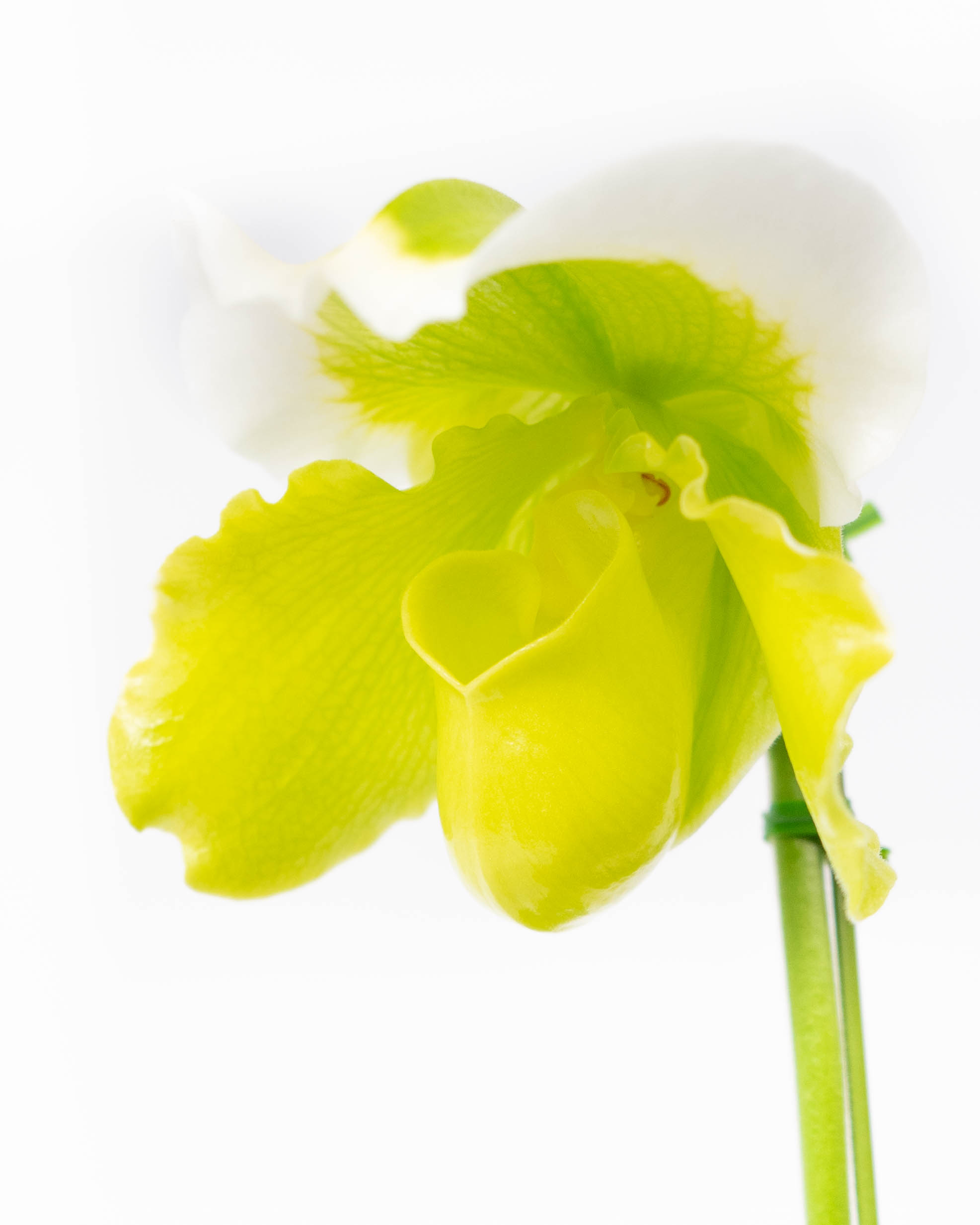 【特選】　洋蘭　パフィオペディルム　2.5寸2種6鉢 特選】 洋蘭 パフィオペディルム 2.5寸2種6鉢 特選】 洋蘭