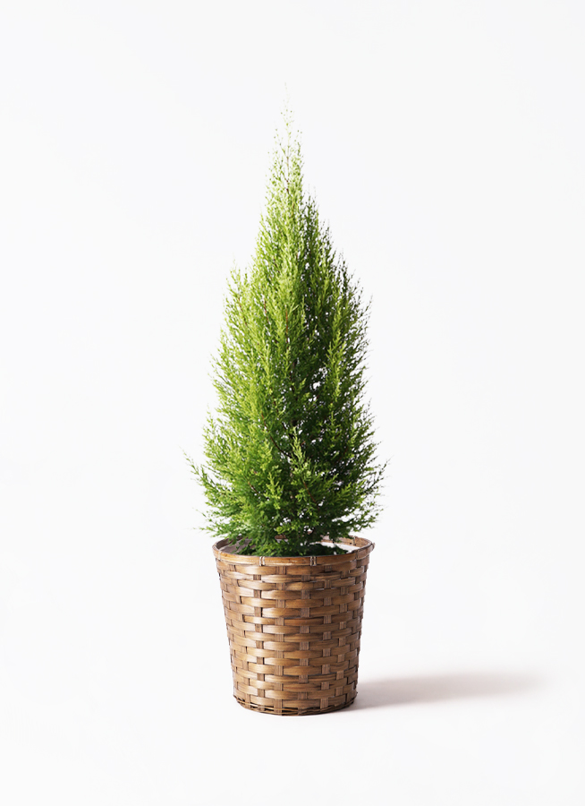 高さ１５０㎝のゴールドクレスト【八号鉢】 人工観葉植物ゴールドクレスト 高さ150cm 通販 - ディノス