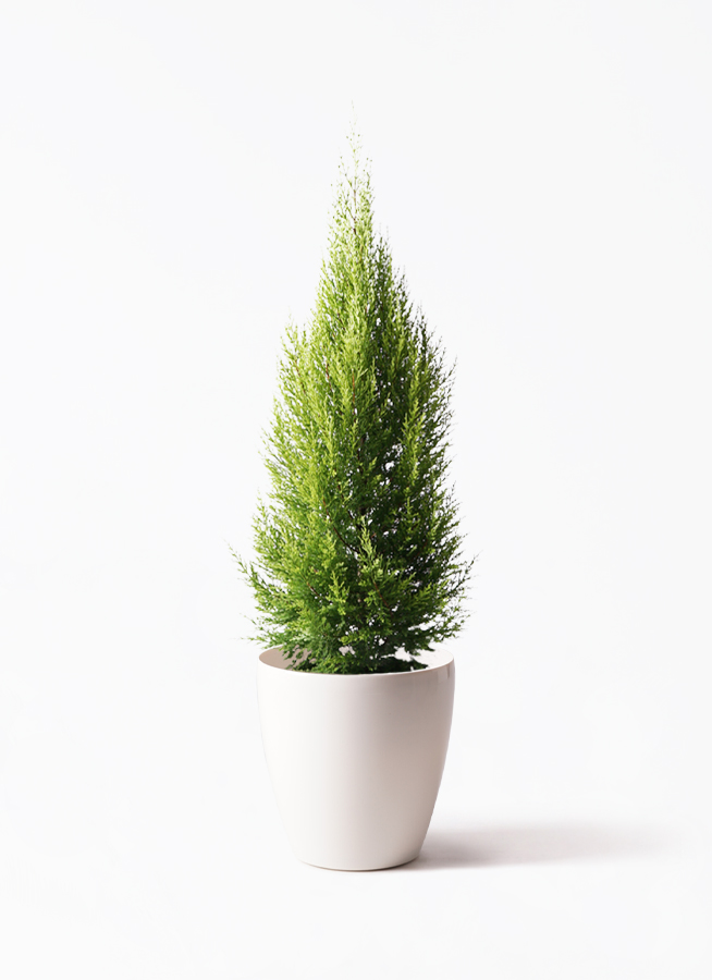 観葉植物 ゴールドクレスト8号 ノーマル ラスターポット 付き | 観葉