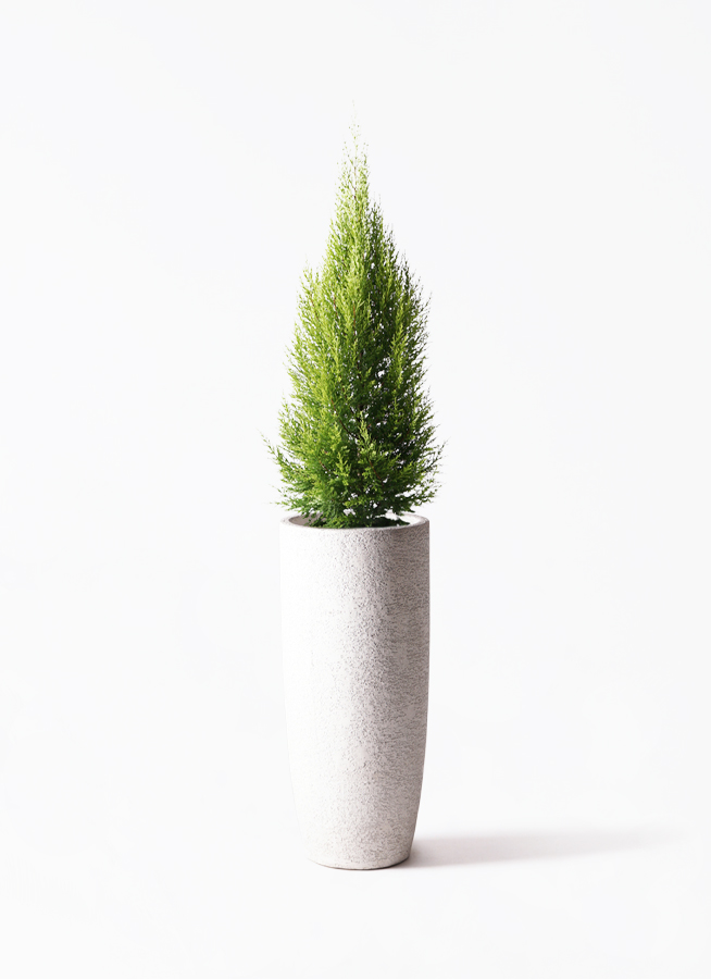 ゴールドクレスト 185cm (鉢付き) 観葉植物 ゴールドクレスト8号 ノーマル ラスターポット 付き | 観葉