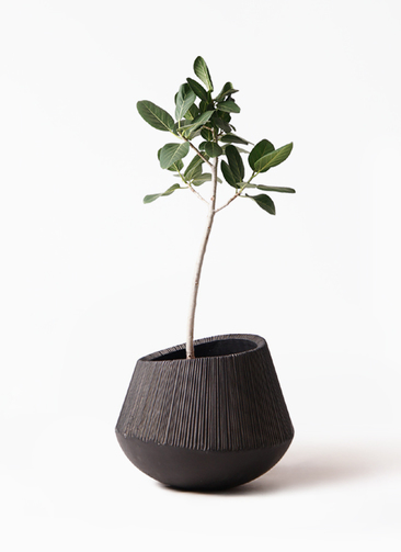観葉植物 フィカス ベンガレンシス 8号 ストレート エディラウンド 黒