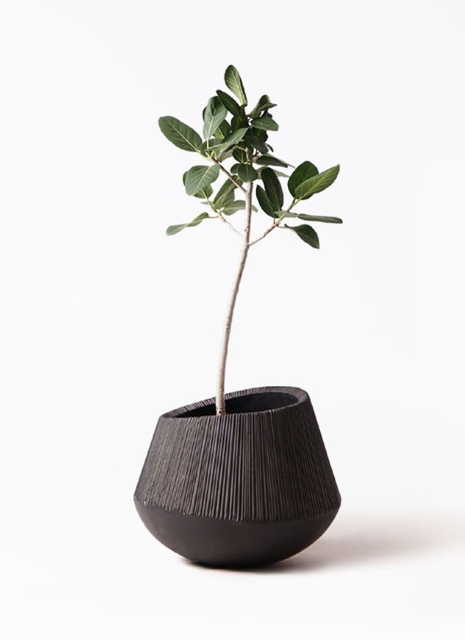 観葉植物 フィカス ベンガレンシス 8号 ストレート エディラウンド 黒