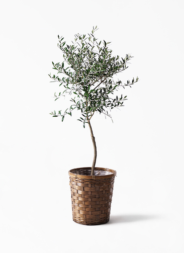 olive-206_1.jpg?1565078183