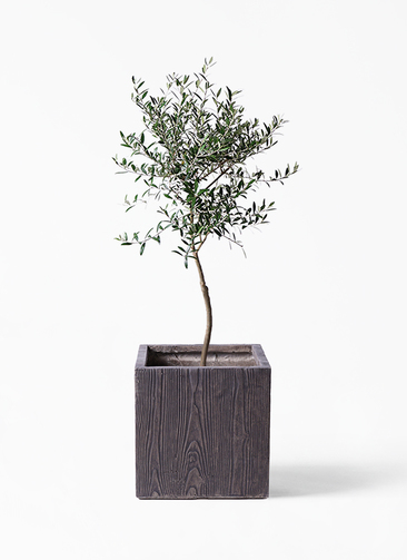 観葉植物 オリーブ 7号 創樹 ベータ キューブプランター ウッド 茶