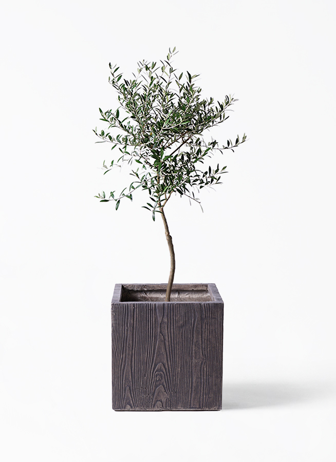 オリーブの木 7号 | 観葉植物 | 送料無料でお届け - Hitohana（ひとはな）