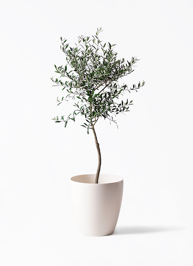 オリーブの木　ロシオーラ　7号　約130cm　K-317　現品掲載 オリーブの木 7号 | 観葉植物 | 送料無料でお届け - Hitohana（ひとはな）