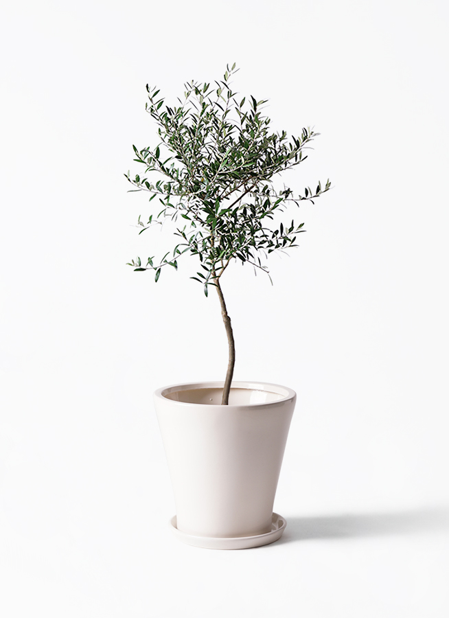 オリーブの木 7号 | 観葉植物 | 送料無料でお届け - Hitohana（ひとはな）