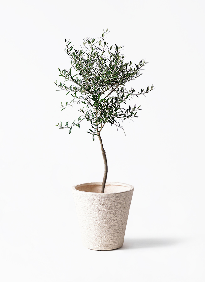 オリーブの木 7号 | 観葉植物 | 送料無料でお届け - Hitohana（ひとはな）