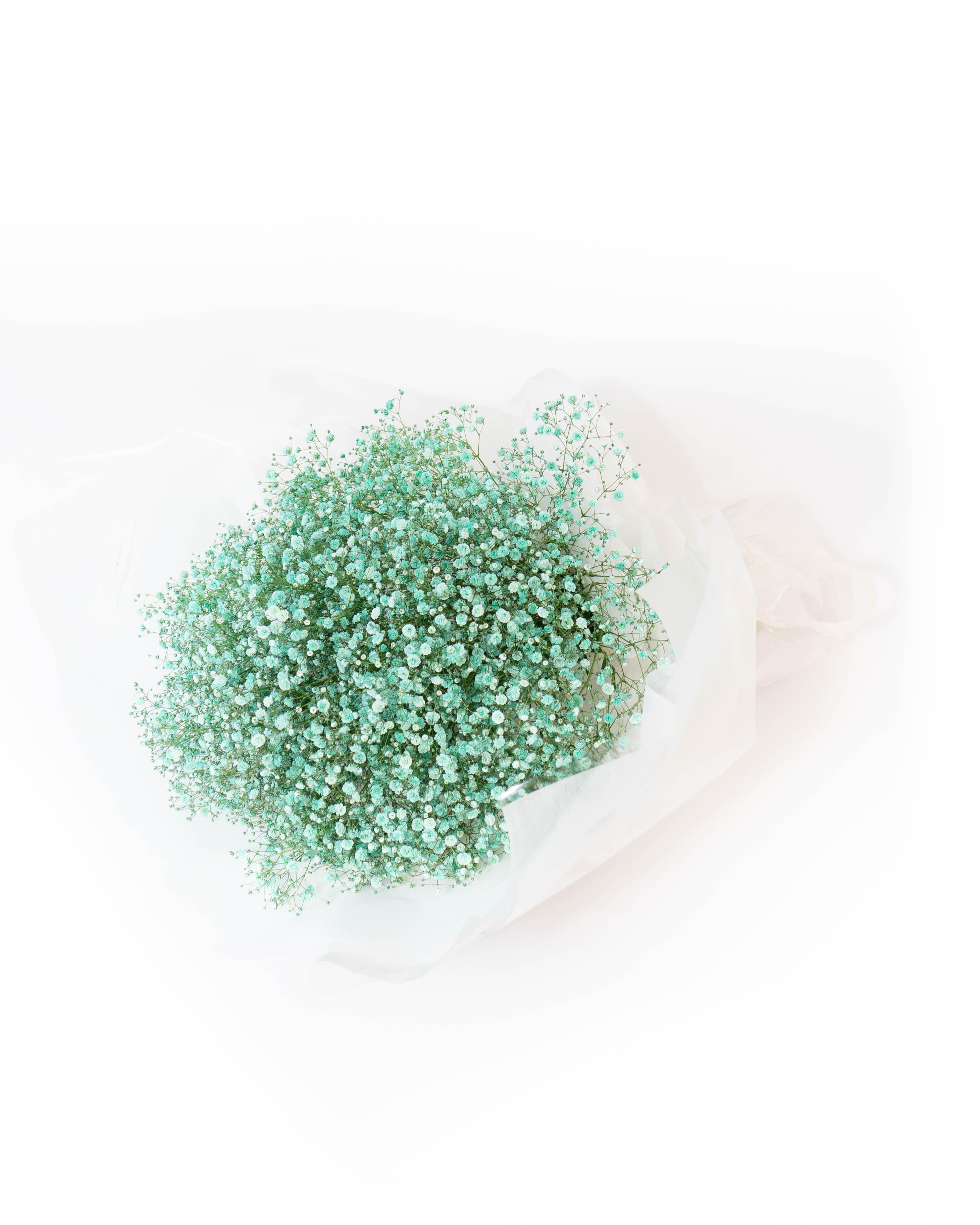 かすみ草★ かすみ草 S 【グリーン・エンジェルグリーン・ピンク・クリーム