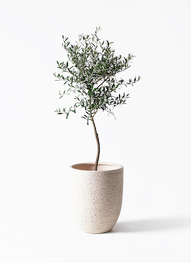 た*う様 オリーブの木 オリーブの木 7号 | 観葉植物 | 送料無料でお届け - Hitohana（ひとはな）